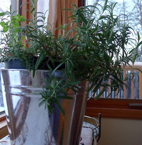 How much does a server at olive garden make an hour? How to Grow Rosemary Indoors? - The Housing Forum