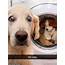 Pup Owners Share Hilarious Snapchat Recounting Their Dogs Adventures 