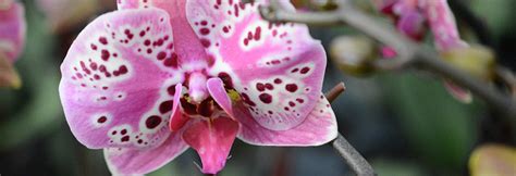 12 Incredible Orchid Facts That No One Ever Told You Before Plainview Pure