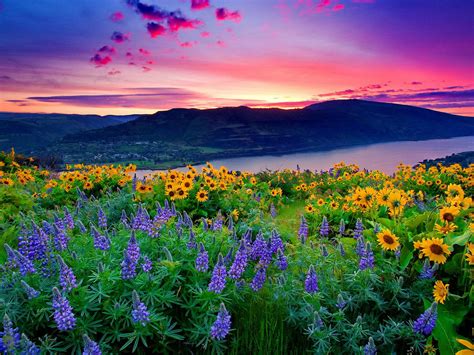 Landscape Of Yellow Flowers And Blue Mountain Lake Hills Under Red