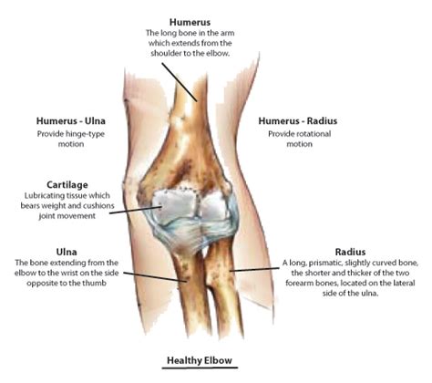 Elbow Anatomy