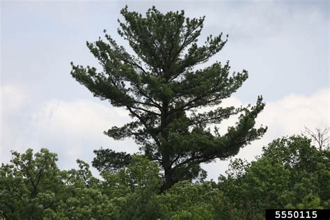 Eastern White Pine Pinus Strobus Pinales Pinaceae 5550115