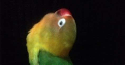 Setelah tercampur dan disaring maka gunakan itu untuk. Racikan Jamu Lovbirt Konslet Untuk Betina - 9 Ide Jenis Burung Lovebird Burung Burung Cantik ...