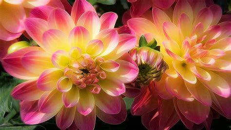 Choose from a curated selection of pink wallpapers for your mobile and desktop screens. Dahlia Flowers With Yellow And Pink Wallpaper For Pc ...
