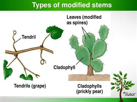 Three can be harvested from a cactus patch at a time. Plant Organs