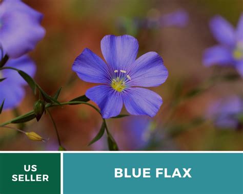 Flax Blue Prairie Flax Heirloom Seeds Etsy