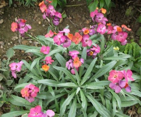 It can reach a height of 0.75m if allowed to do so. Erysimum Winter Orchid : Grows on You