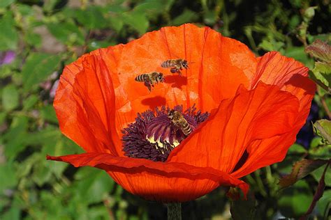 Bees are a monophyletic lineage within the superfamily apoidea. Pollinating Plants