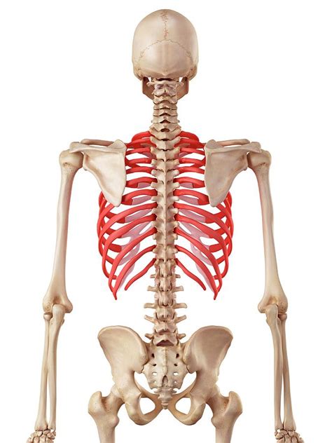 Human Ribcage Photograph By Sebastian Kaulitzkiscience Photo Library