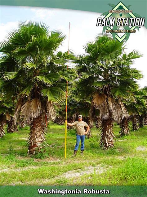 According to the köppen climate classification system, joshua tree national park has a hot desert climate (bwh). Washingtonia Robusta - Groundworks Palm Station