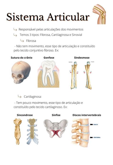 Sistema Articular Sistema Articular Como Estudar Anatomia Material