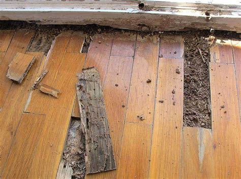 En el interior de nuestras casas o edificios en caso de parqués deben ser las lamas afectadas más unas pocas más de sanas por seguridad. Cómo acabar con las termitas y carcoma de la madera