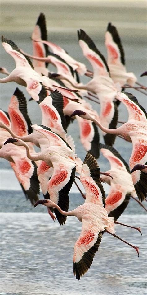 Flamingos In Northern Tanzania African Safaris With Original Travel