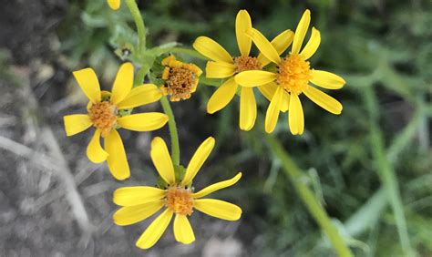Wildflower names list of yellow flowers with pictures. Wooly Groundsel | Senecio canus | Colorado Wildflower