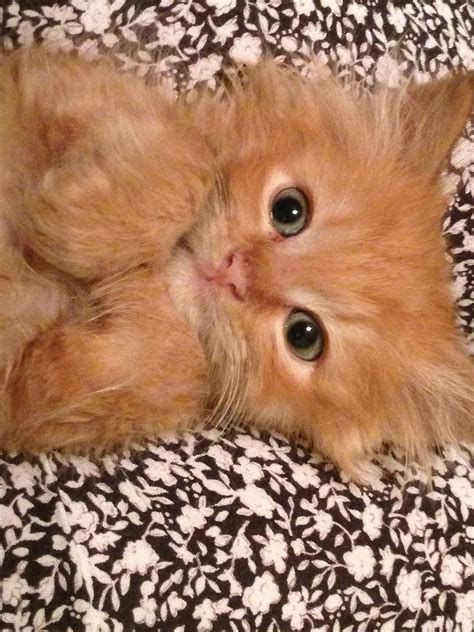 Fluffy orange kitten free image download