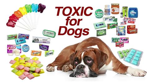 Xylitol Poisoning In Dogsits Deadly