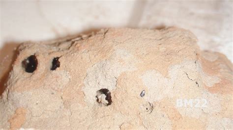 I found a nest nest approx. Mud Dauber Wasp Nest A Look Inside - YouTube