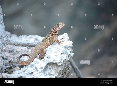 Northern Curly Tailed Lizard Leiocephalus Carinatus On A Rock Cuba