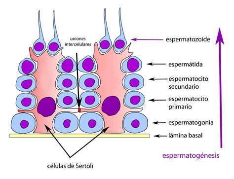 Celulas De Sertoli Função