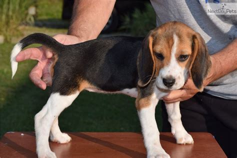 Local shelters and rescues are the ideal places to start if you're interested in adoption. Besty: Beagle puppy for sale near Cincinnati, Ohio ...