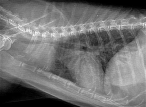 However, other animals can get the disease as well. Valley Fever in Cats | Valley Fever Center for Excellence