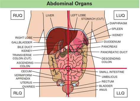 Abdominal Quadrants Organs In The Abdominal Quadrants Human Anatomy