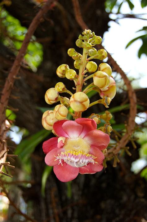 If you want to start a disney/flowersandtrees page, just click the edit button above. Sal Tree Flower | Sal tree is the one under which Buddha ...