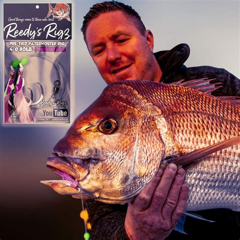 How To Catch Snapper In Autumn Reedys Rigs