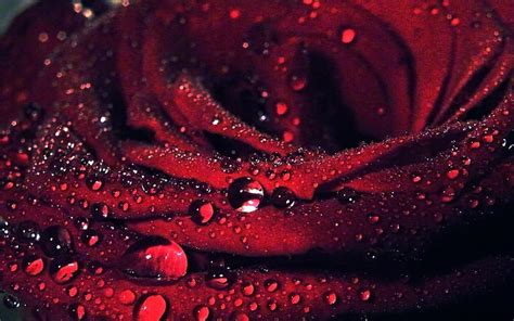 Hd Wallpaper Rose Red Rose Water Drops Closeup Wallpaper Flare