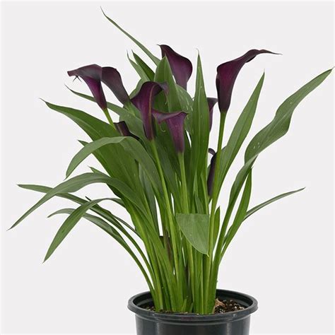 Purple Calla Lily Naturehills Com