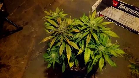 They also stocked up on 3 packs for the first time. Quick One Autoflower Grow Journal Day 58 Free Seed from ...
