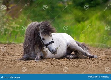 White Pony Stock Photo 783684