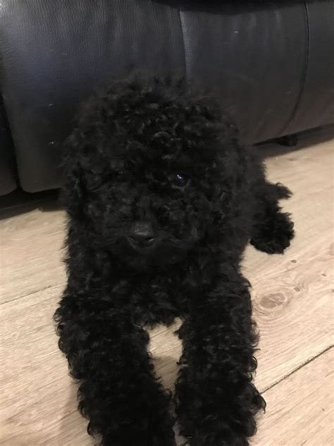 Black panther has taken the movie world by storm, and now marvel has teamed up with lego to do the same with the toy world. Black male toy poodle | Blackpool, Lancashire | Pets4Homes