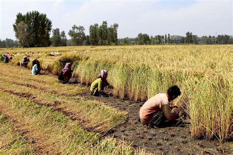 In Pictures: Kashmir's Paddy Harvesting