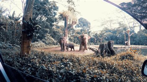 Vlog Taman Safari Indonesia Bogor Youtube