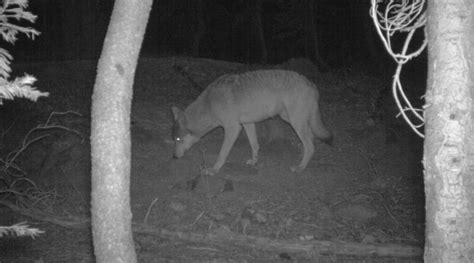 New Male And Female Wolves Confirmed Living In Rural California