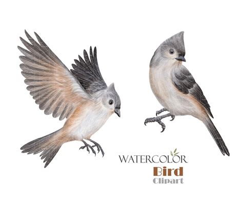 Watercolor Tufted Titmouse Clipart Little Grey Birds Png Etsy