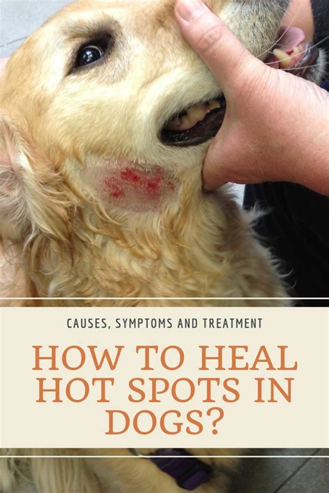 Symptoms And Tips How To Heal Hot Spots In Dogs Naturally Dog Hot