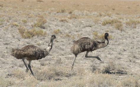 Emus Stock Image Image Of Nature Flightless Queensland 29882561