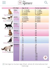 16 human years = 84 cat years. cat age to human age chart | Cat ages, Cat years, Kittens