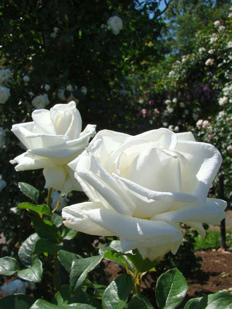 White Rose Free Stock Photo Public Domain Pictures