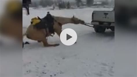 2 People Charged After Disturbing Video Shows Horse Being Dragged