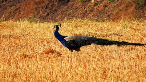 Rajkot Gujarat India March 04 2023 The Indian Peafowl Peacock