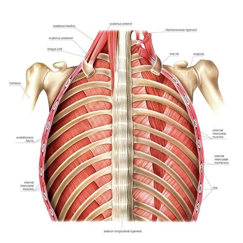 Muscles Of Posterior Thoracic Wall Photograph By Asklepios Medical