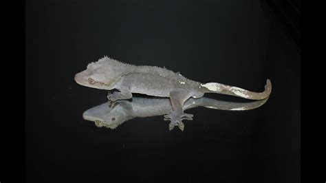 Axanthic Grey Crested Gecko Project Announcment Youtube