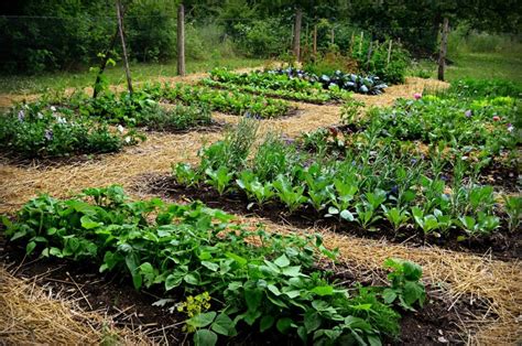 However, pesticides often contain harsh toxins that can leave chemical residue on vegetables. Organic Pest Control Methods for Vegetable Gardens - The ...