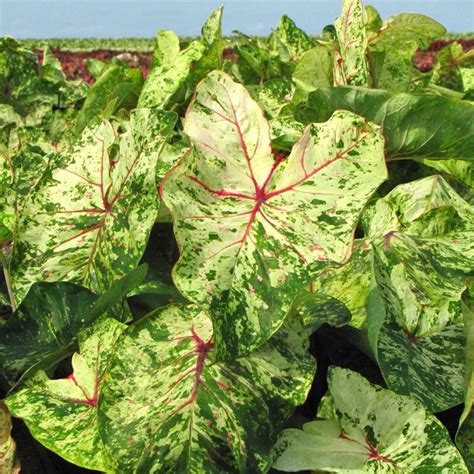 #i don't care if this post will have 2 and a half notes #i'm just glad i finally made it #sweet caroline #neil diamond #waka flocka #baw baw baw #audio. Photo #65437 | Caladium 'Sweet Carolina' | plant lust