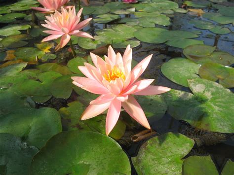 Buy Water Lilies And Pond Plants Bennetts Waterlily Plants Water