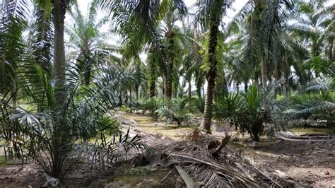 It is located within the parliamentary constituency of sri gading. Oil Palm Plantation Parit Yaani Yong Peng, Kampung Parit ...
