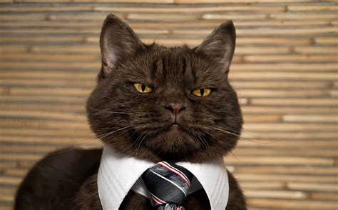 Check spelling or type a new query. Día del Gato: Tener un gato te ayuda a ser más emprendedor ...